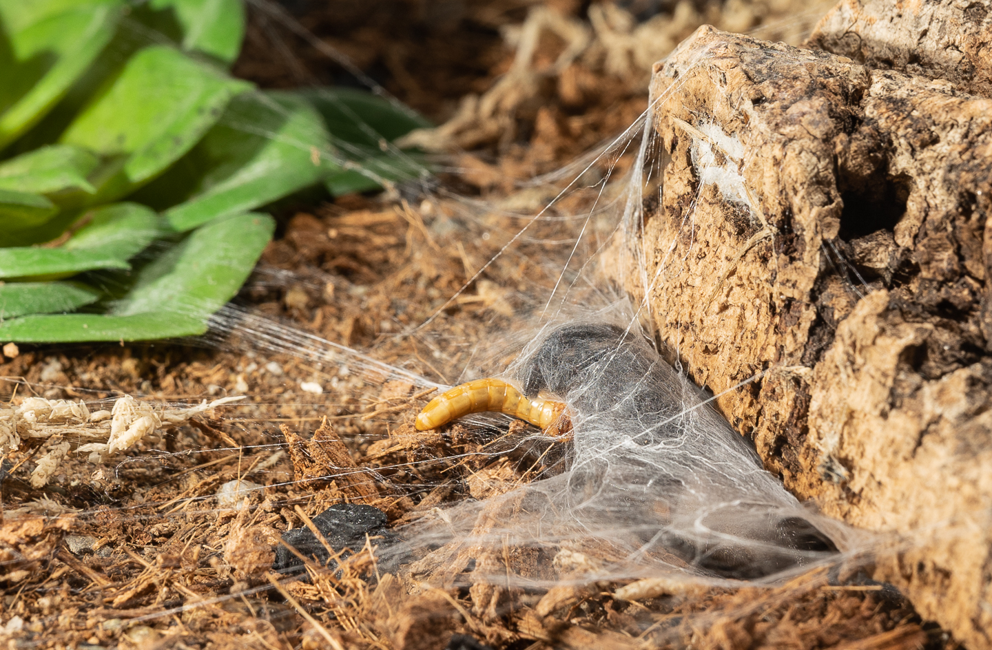 Capturing a mealworm