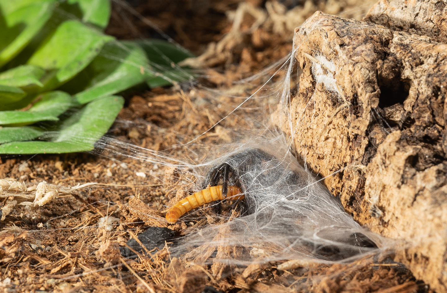 Capturing a mealworm