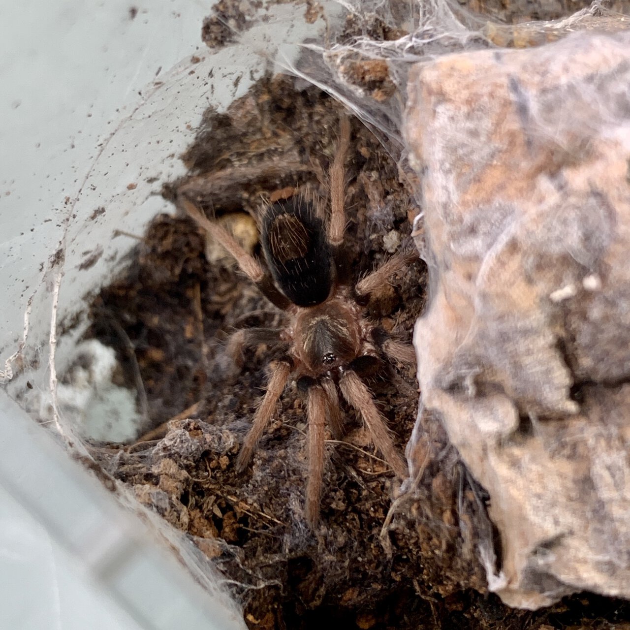 Cardiopelma mascatum 1”dls