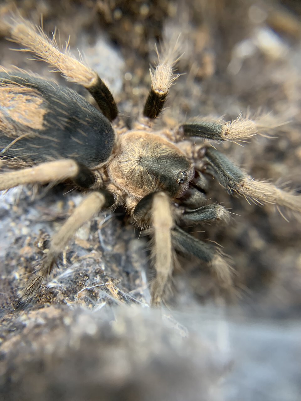 Cardiopelma mascatum ~1.5”