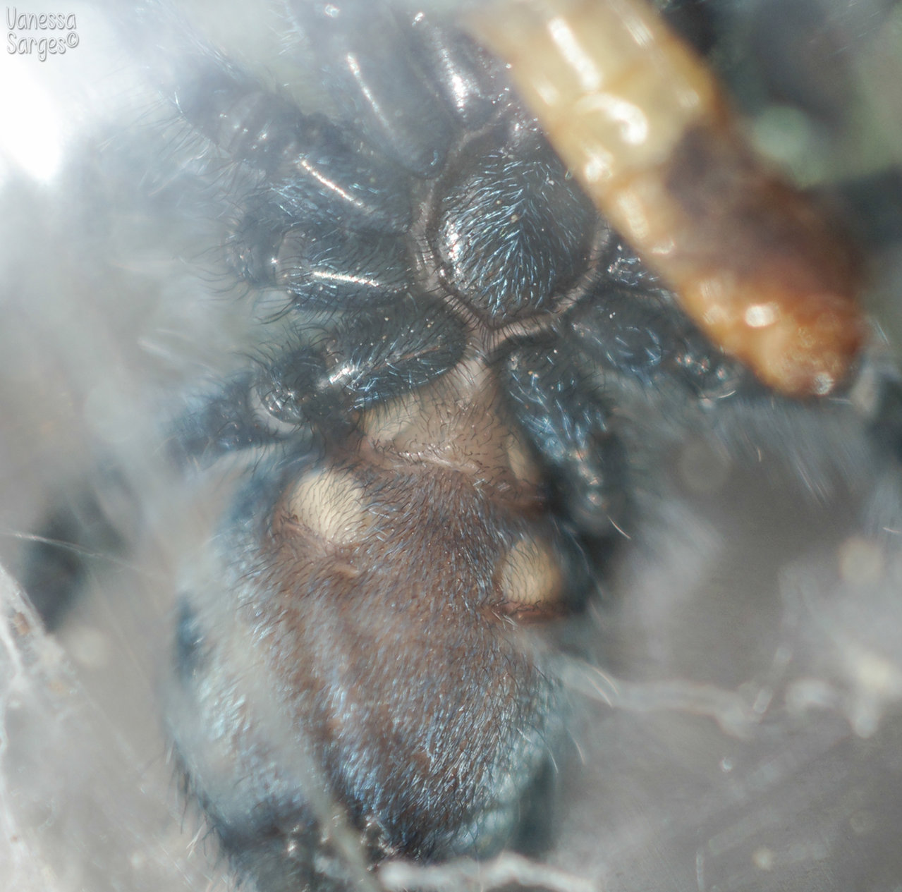 Caribena (formerly Avicularia) veriscolor - 1.5"