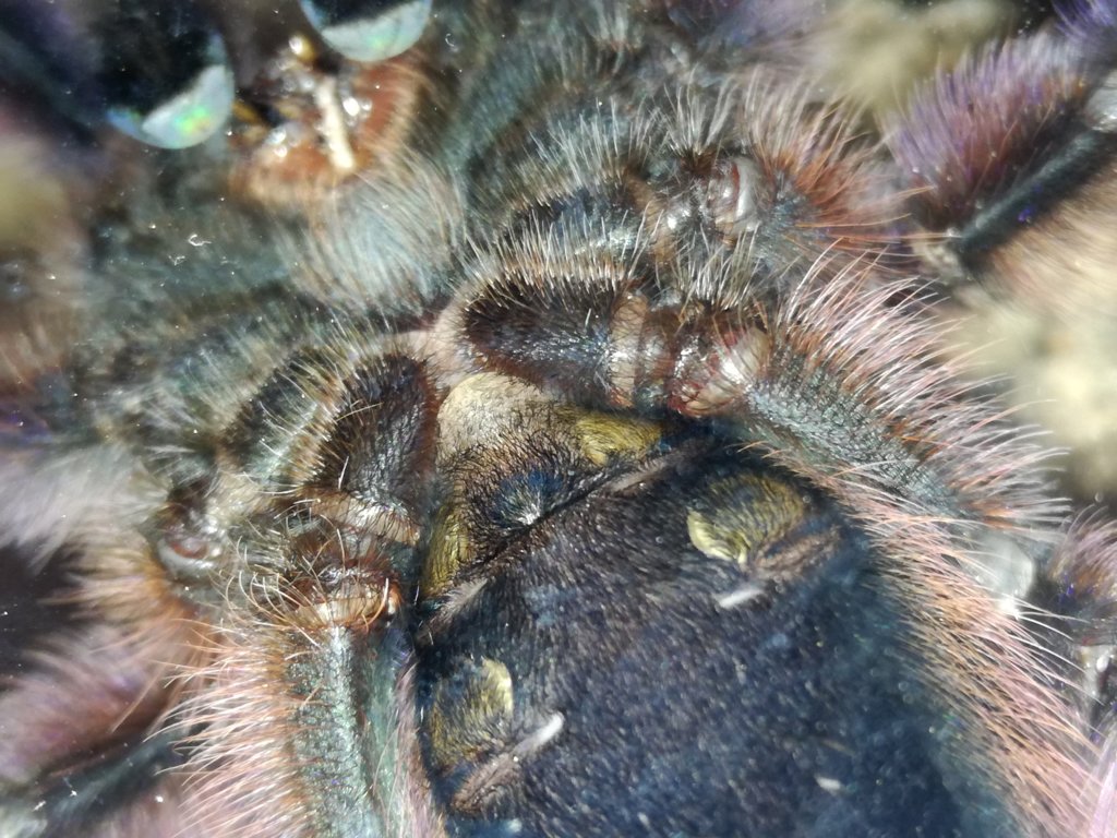 Caribena versicolor 1