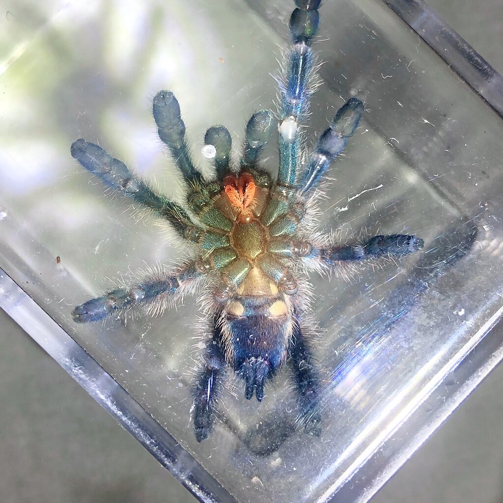 Caribena versicolor - 2.25” or so [1/2]