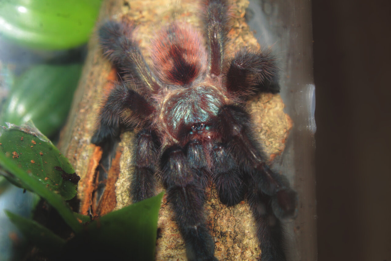 Caribena Versicolor 2.5inch female - 2