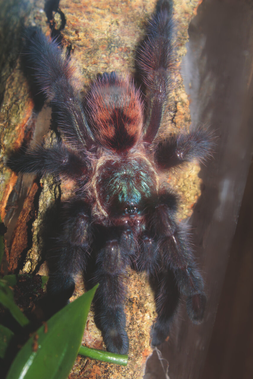 Caribena Versicolor 2.5inch female