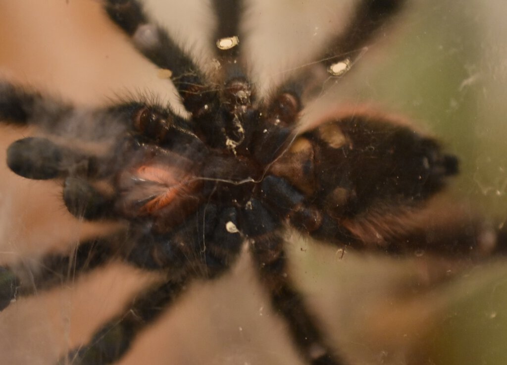 caribena versicolor 2.jpg