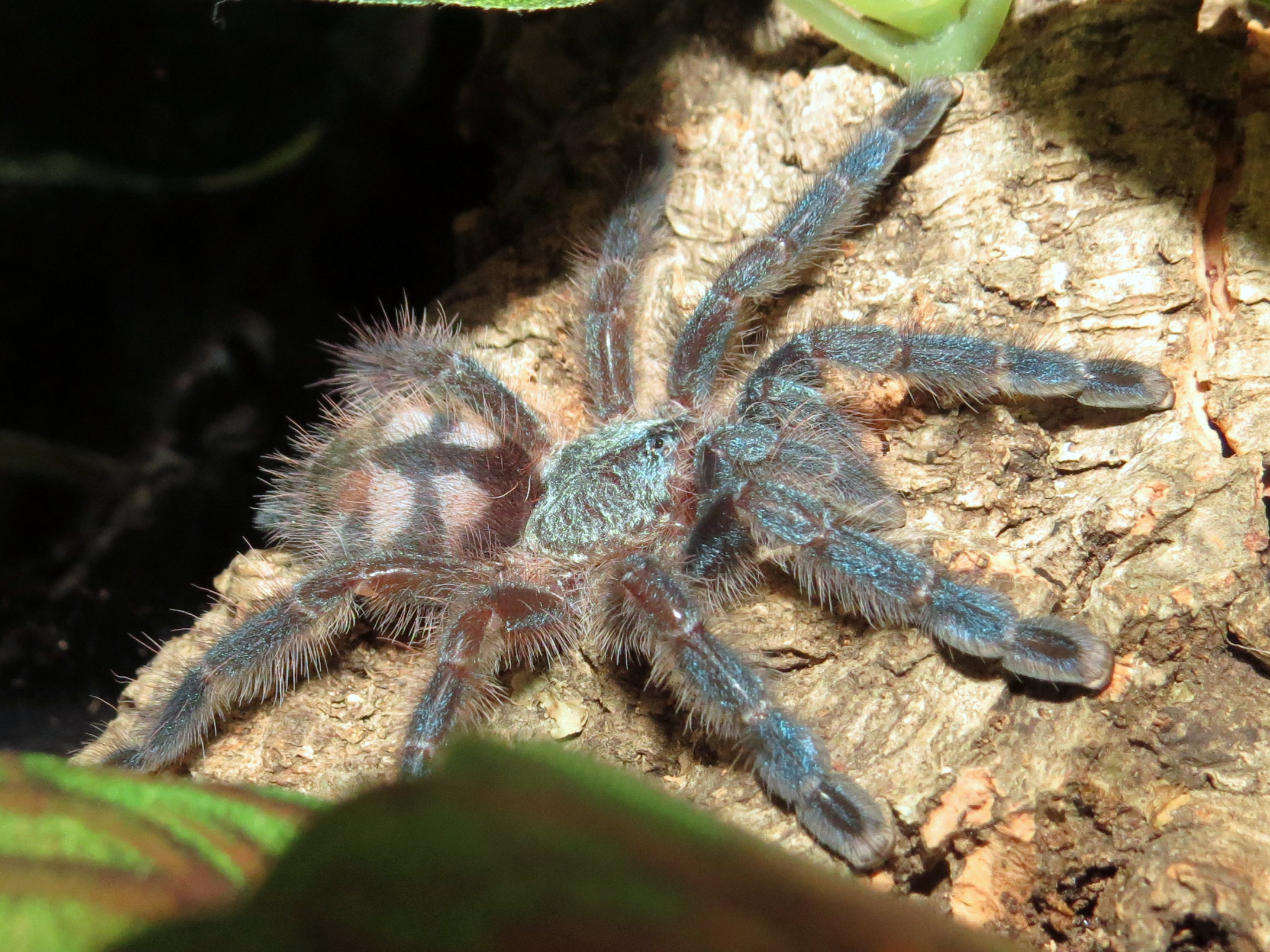 Caribena versicolor (2")