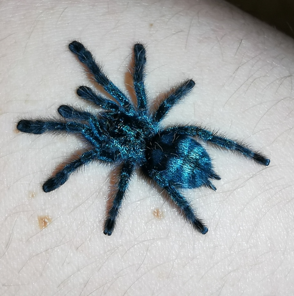 Caribena versicolor 2cm sling