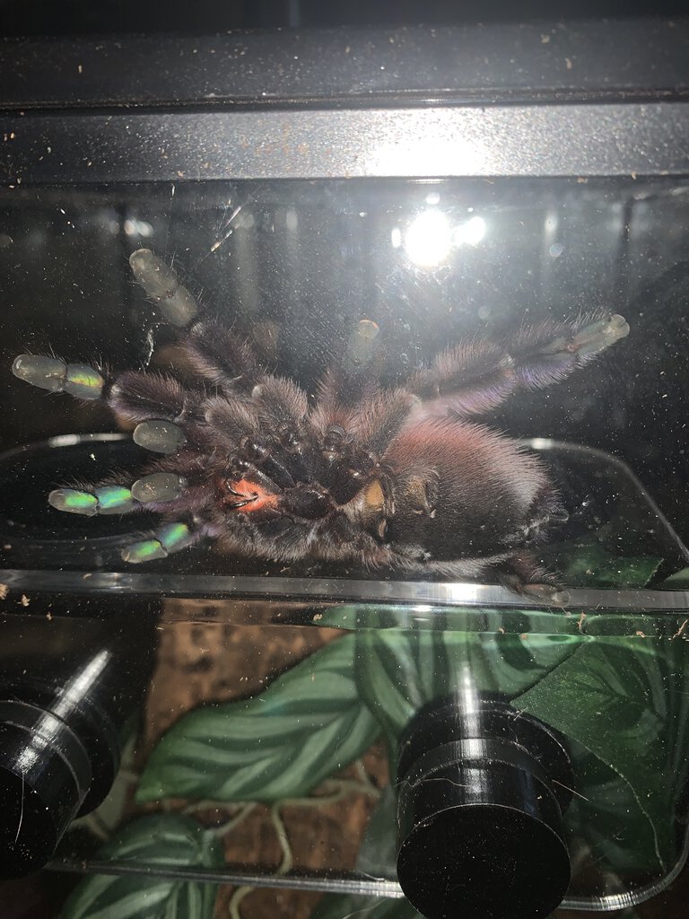 Caribena versicolor 3.jpeg