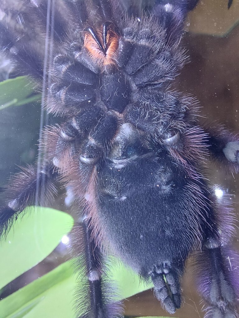 Caribena Versicolor 3 years old male or female?