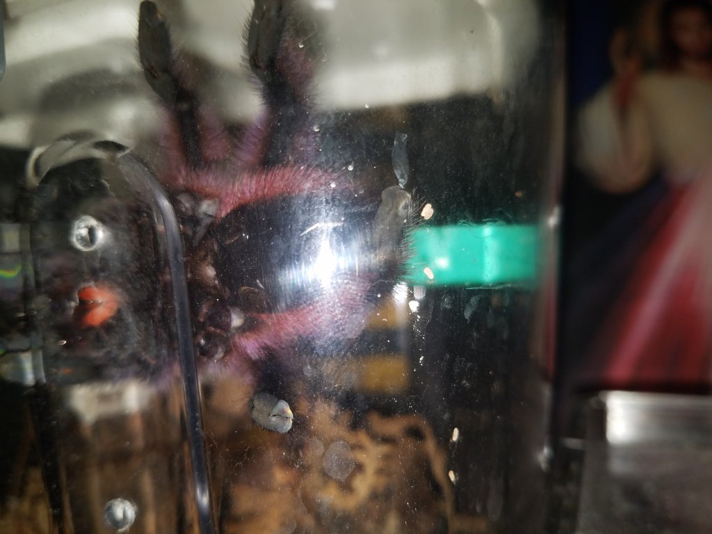 Caribena versicolor 3"