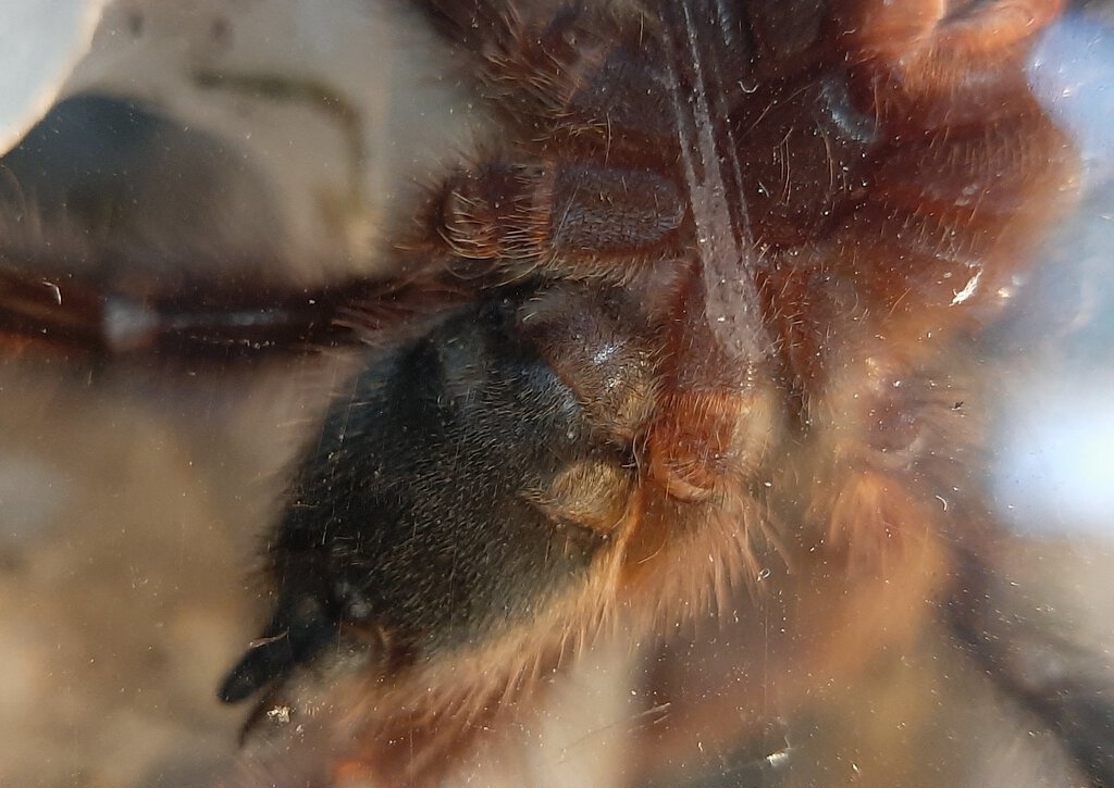 Caribena versicolor approx 2.75"