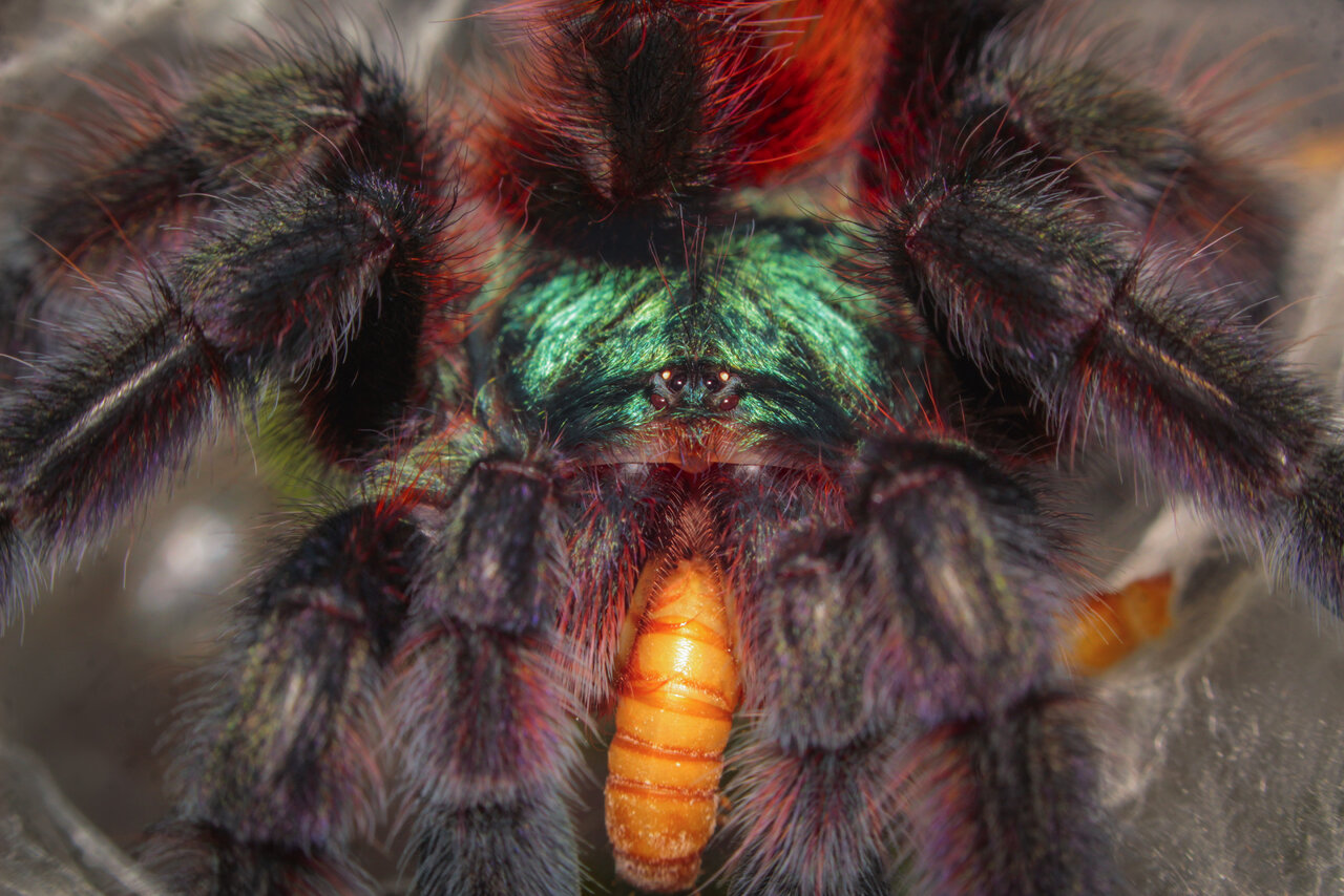 Caribena versicolor - feeding time