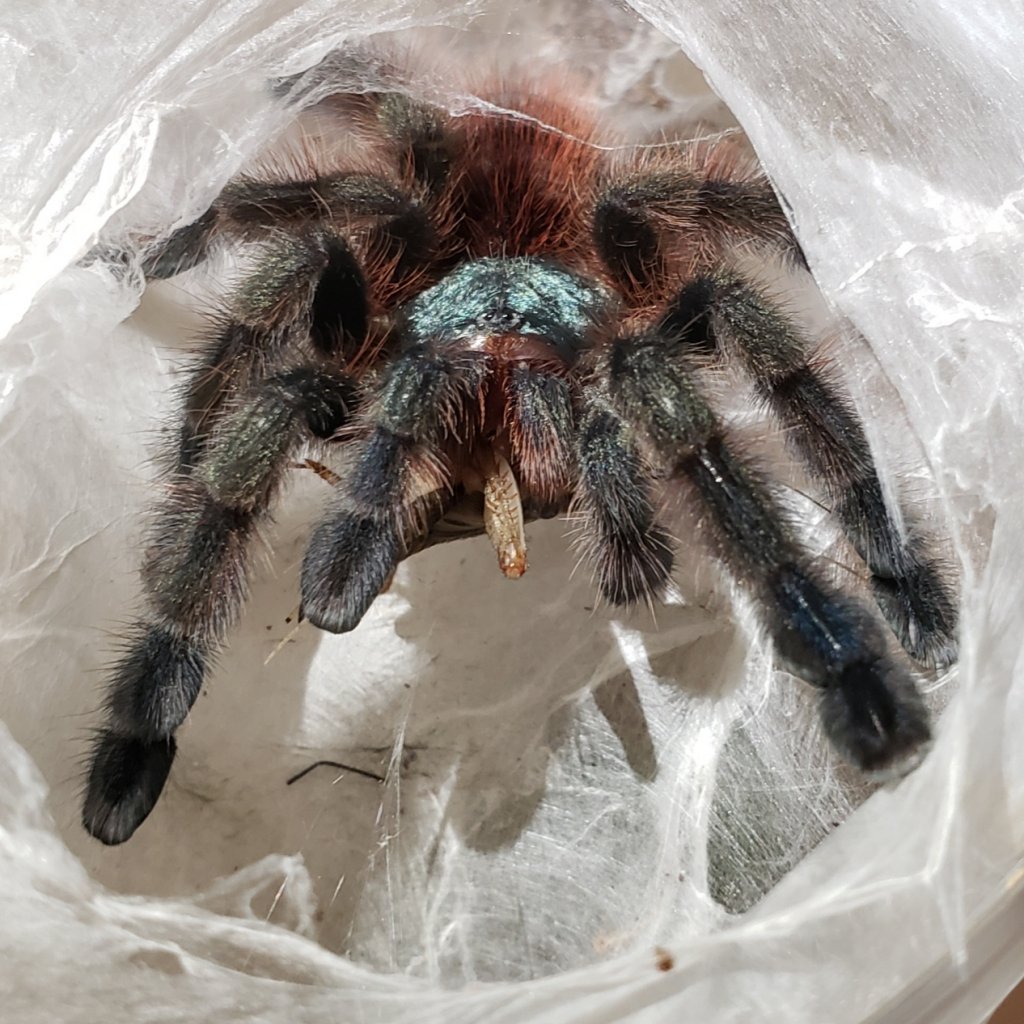 Caribena versicolor Feeding