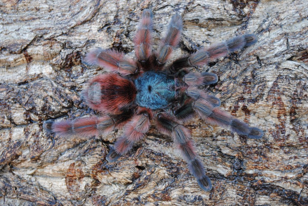 Caribena versicolor - Female