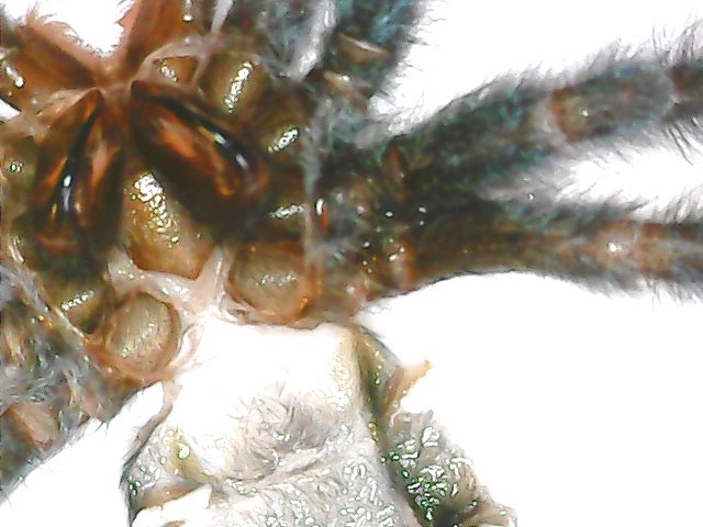 Caribena versicolor male or female? 2,5 cm body. Thanks
