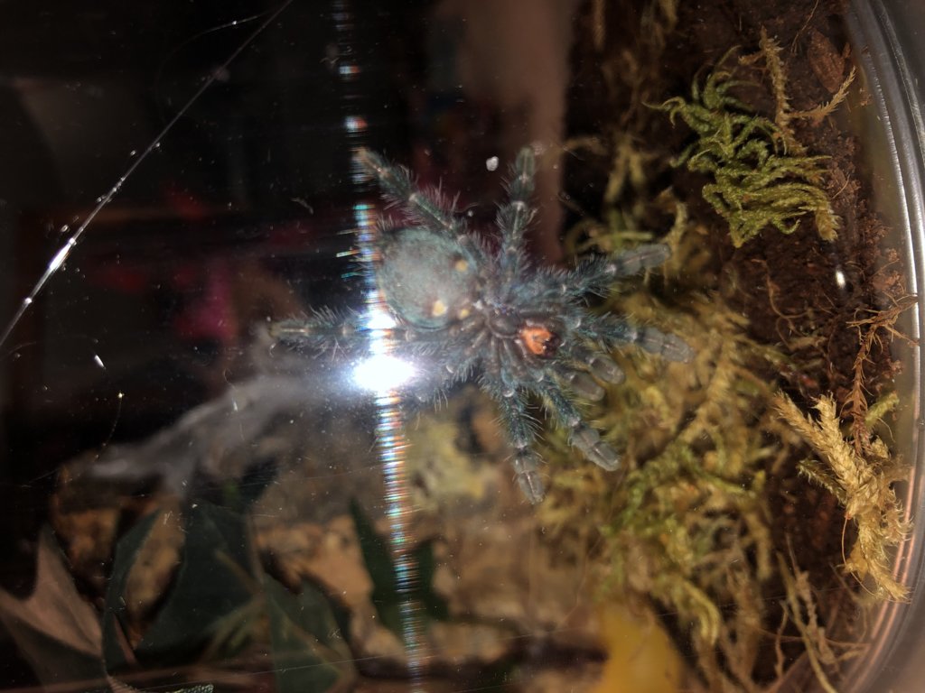 Caribena versicolor...male or female?