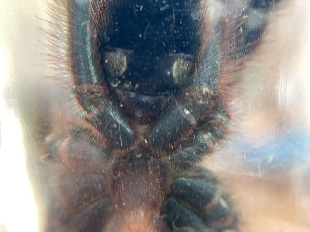 Caribena Versicolor Male or Female