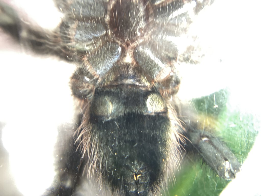 Caribena Versicolor Male or Female