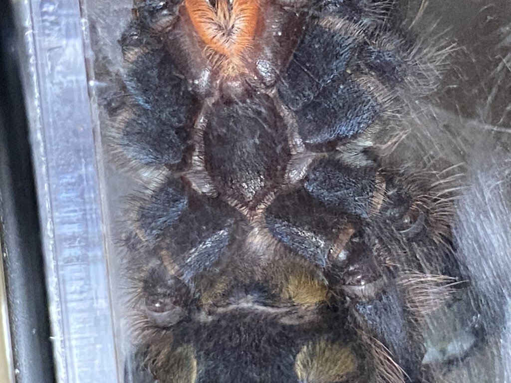 Caribena Versicolor male or female