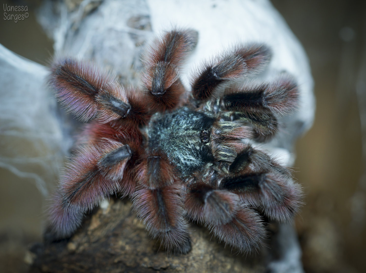 Caribena versicolor Mature Male