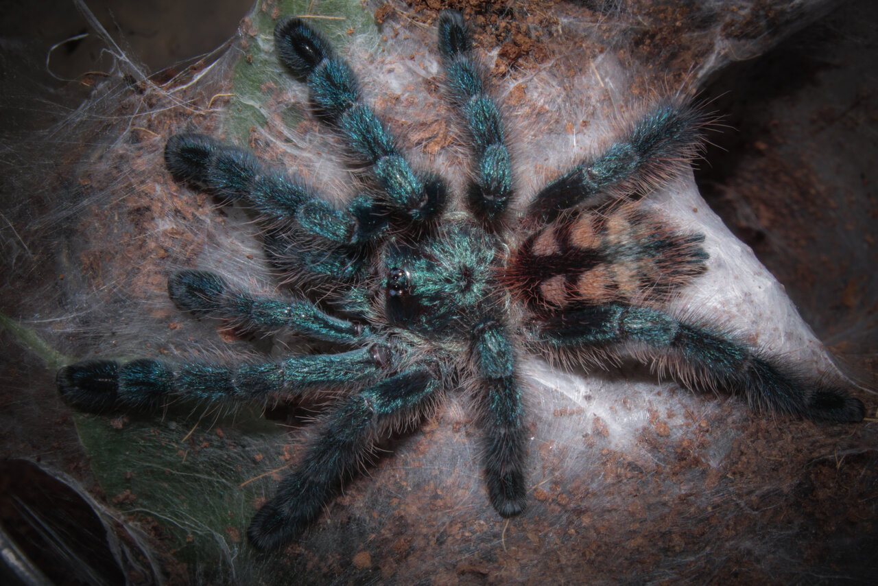 Caribena Versicolor on a stroll