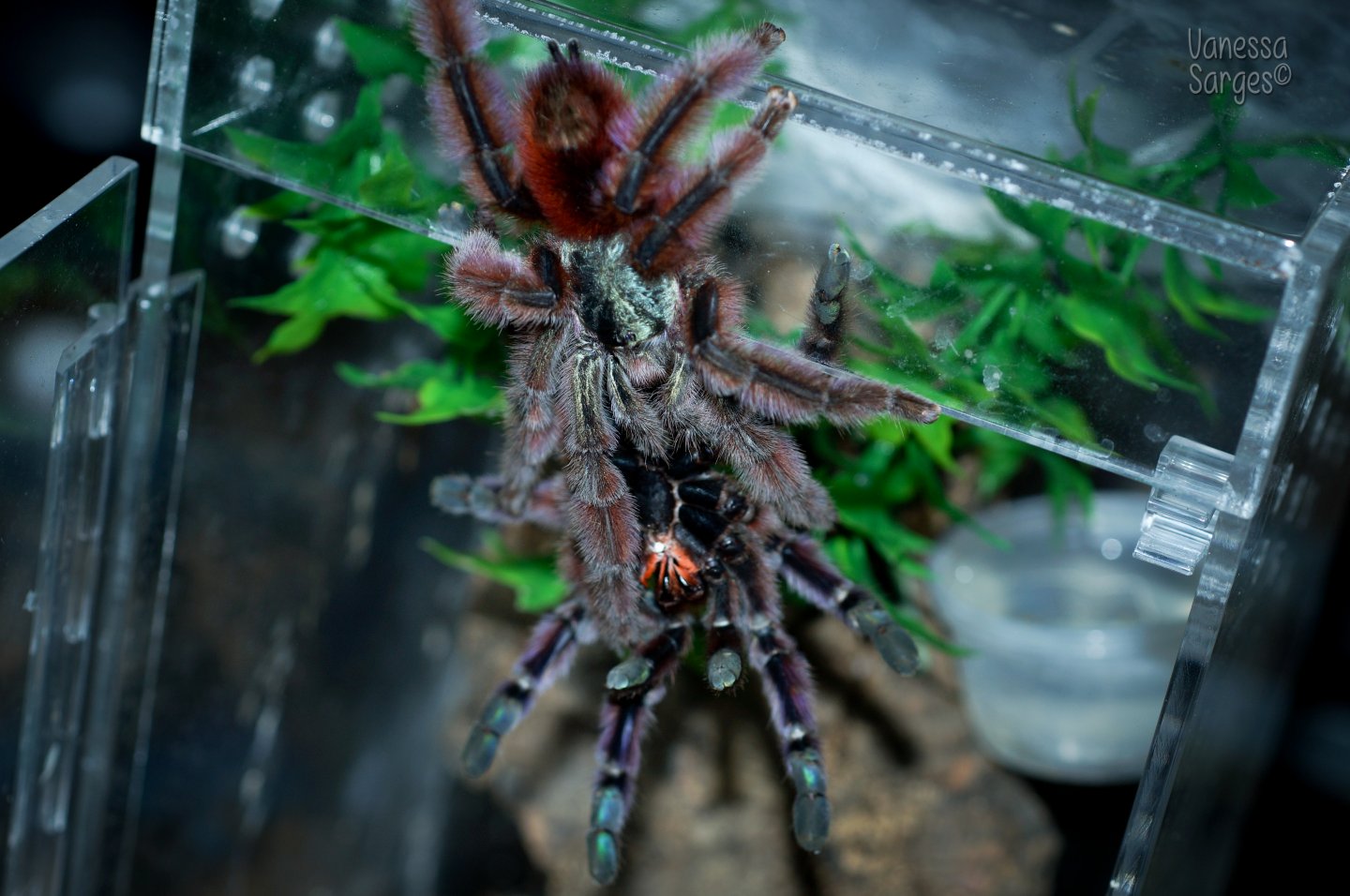 Caribena versicolor Pairing Acrobatics