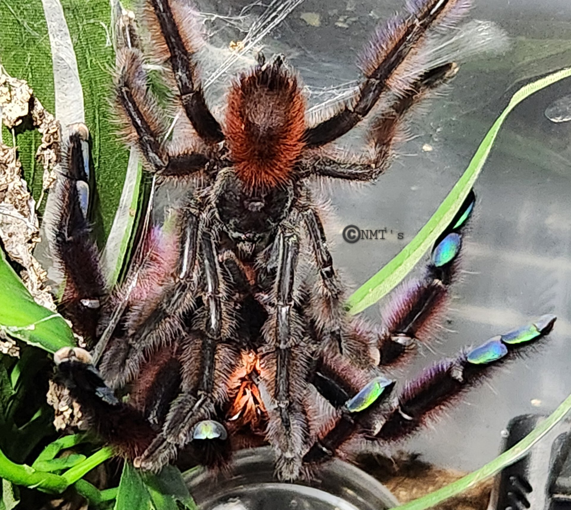 Caribena versicolor pairing