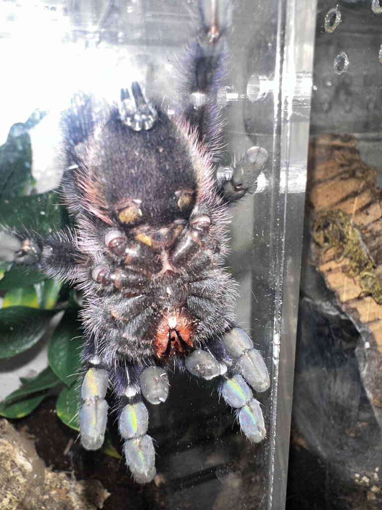 Caribena Versicolor sex