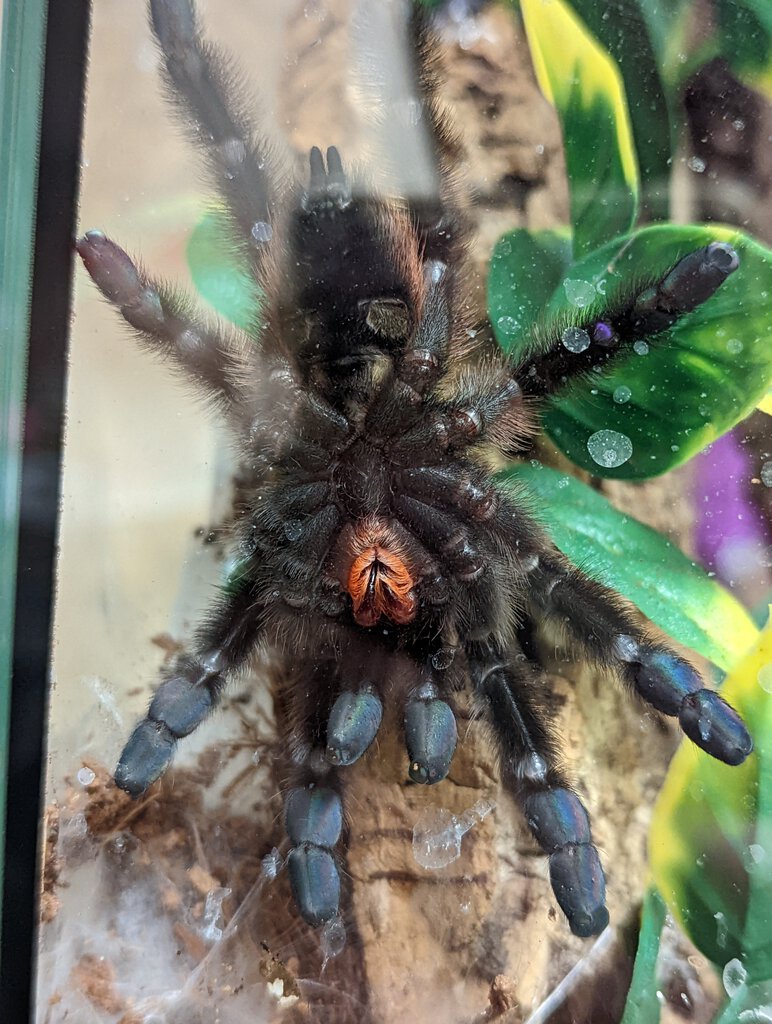 Caribena versicolor sexing please