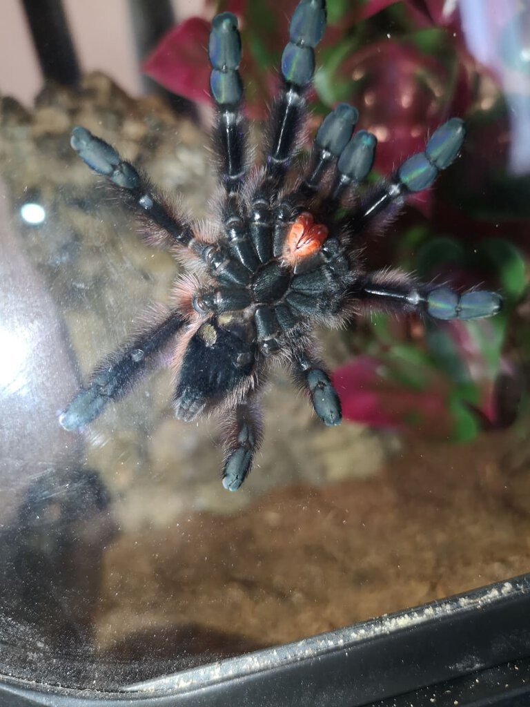 Caribena versicolor sexing