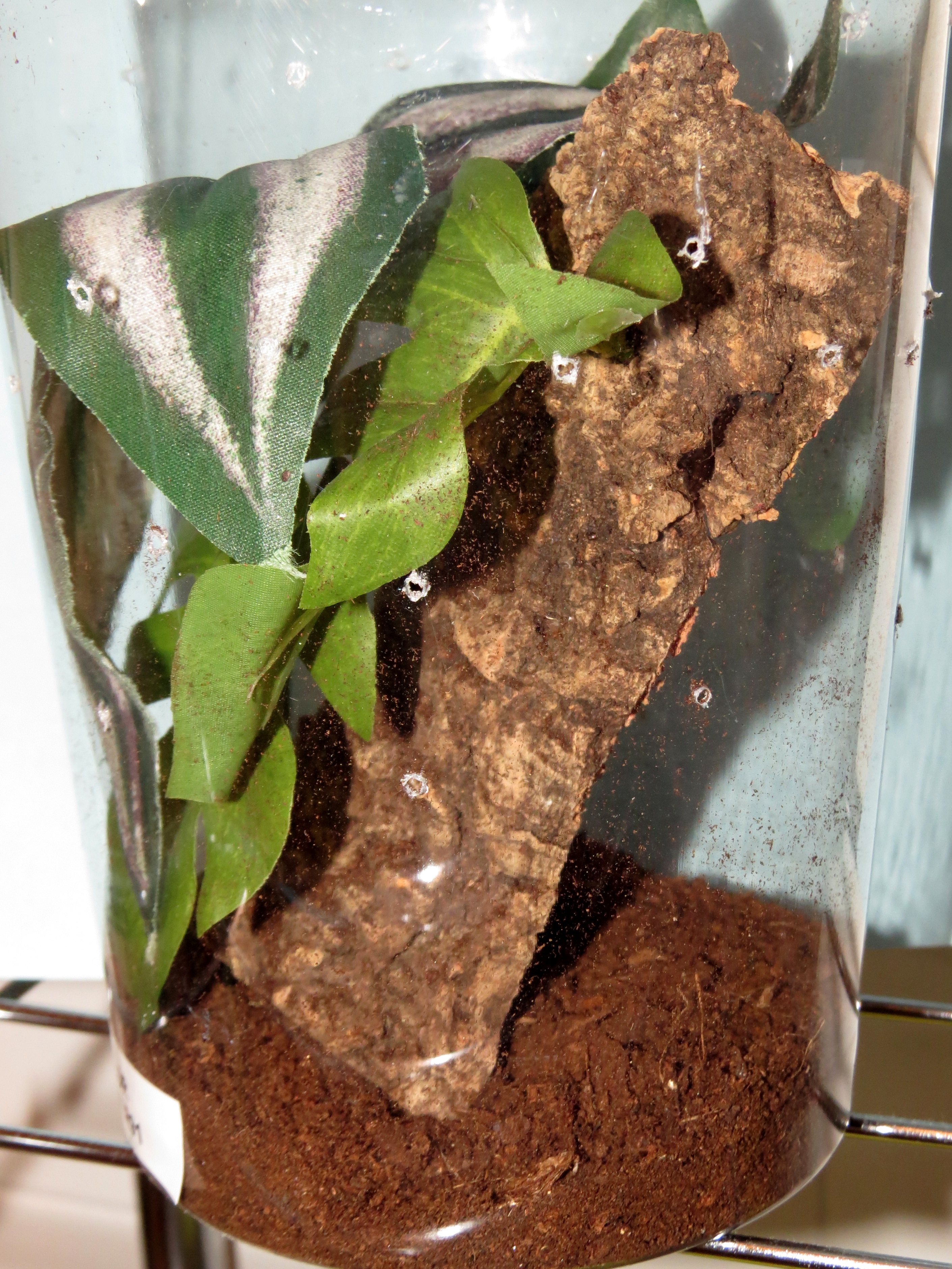 Caribena versicolor Sling Enclosure