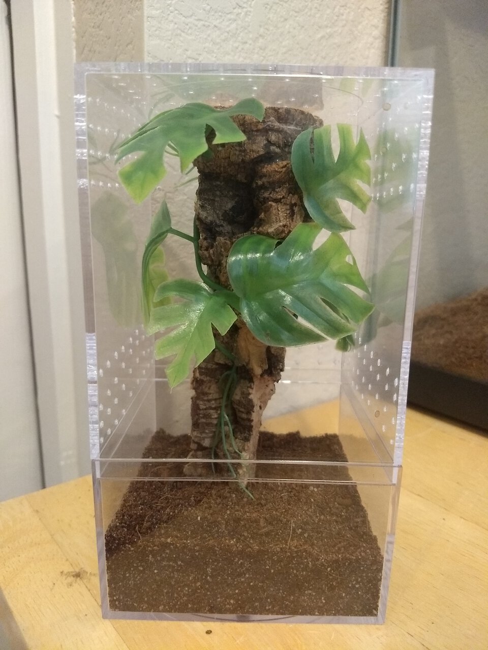 Caribena versicolor sling enclosure