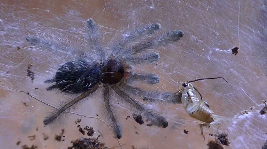 Caribena Versicolor Sling