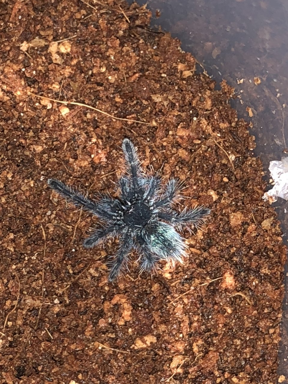 Caribena versicolor sling