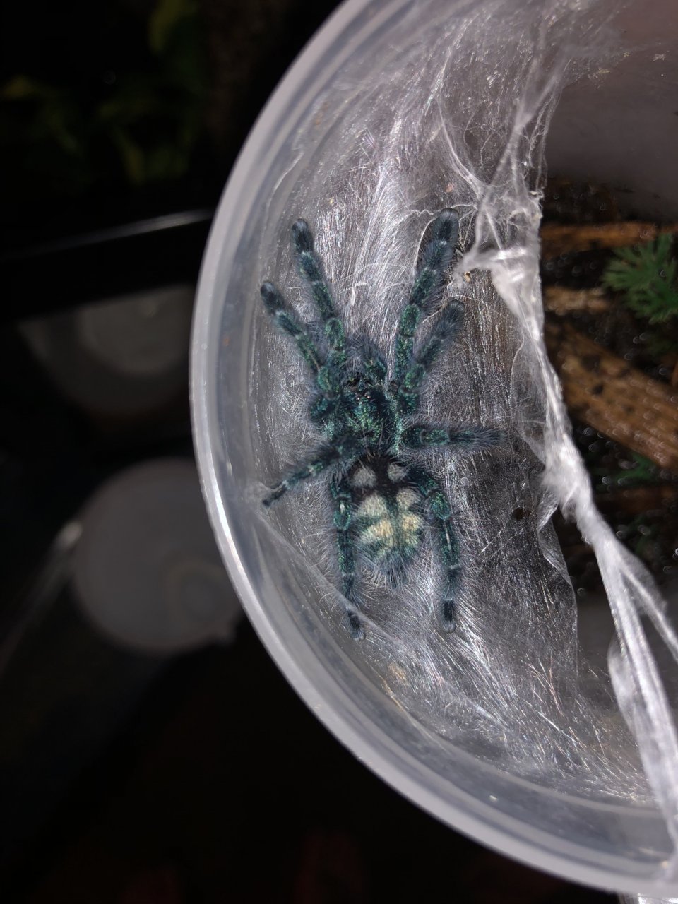 Caribena versicolor sling