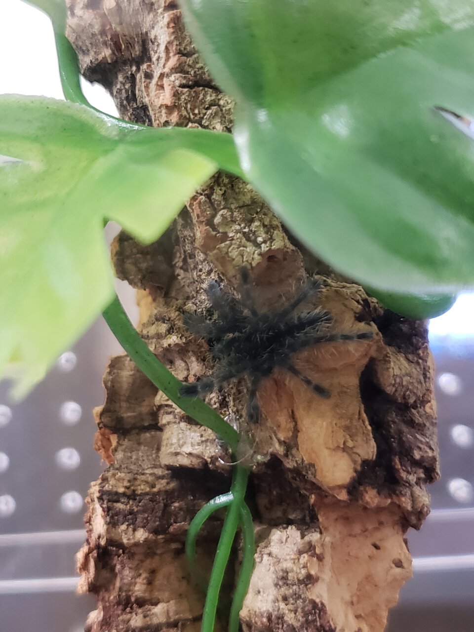 Caribena versicolor sling.