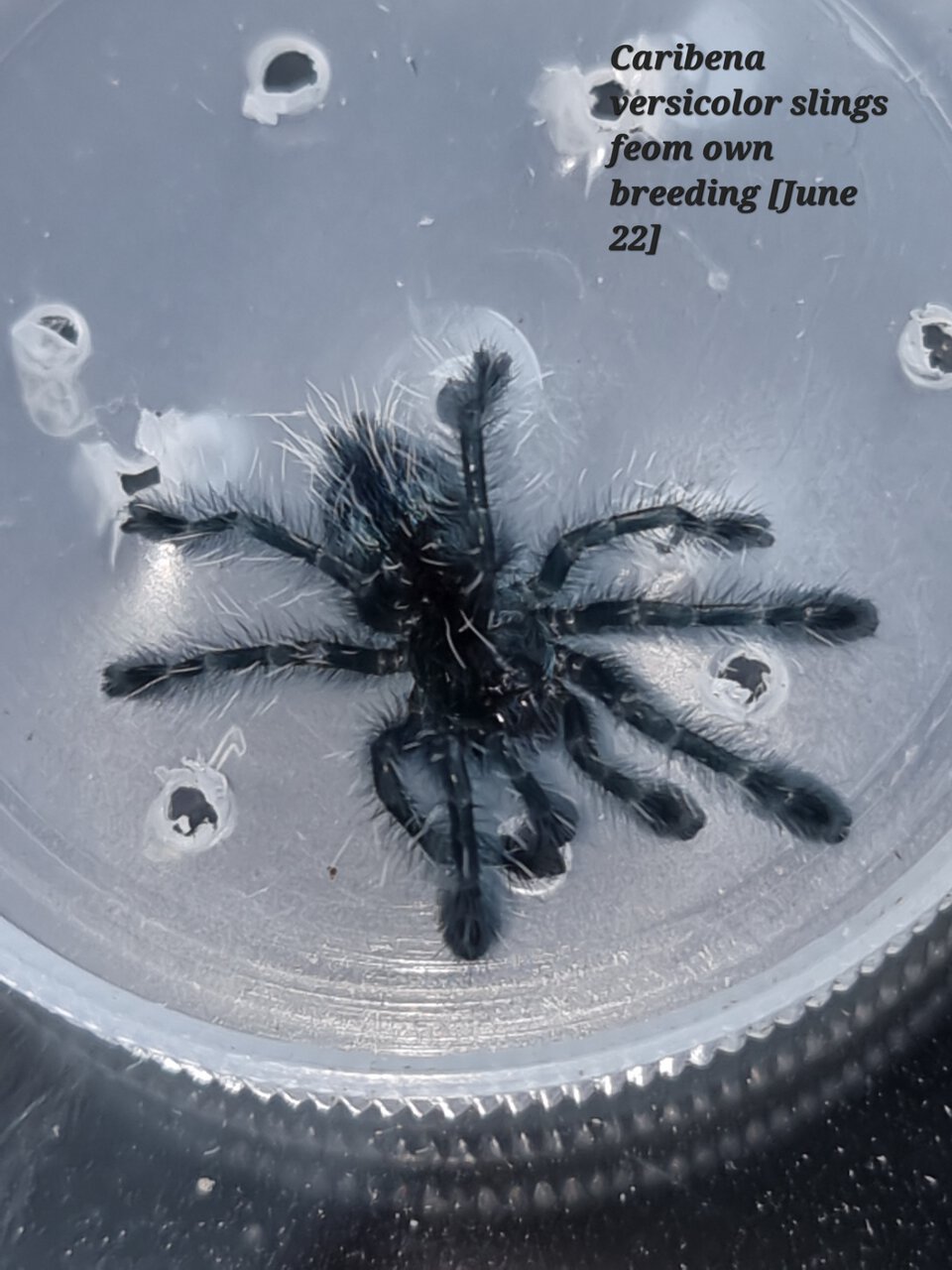 Caribena versicolor sling