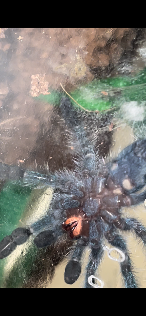 Caribena Versicolor Sling