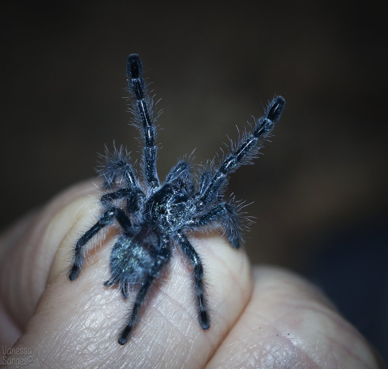 Caribena versicolor Spiderling