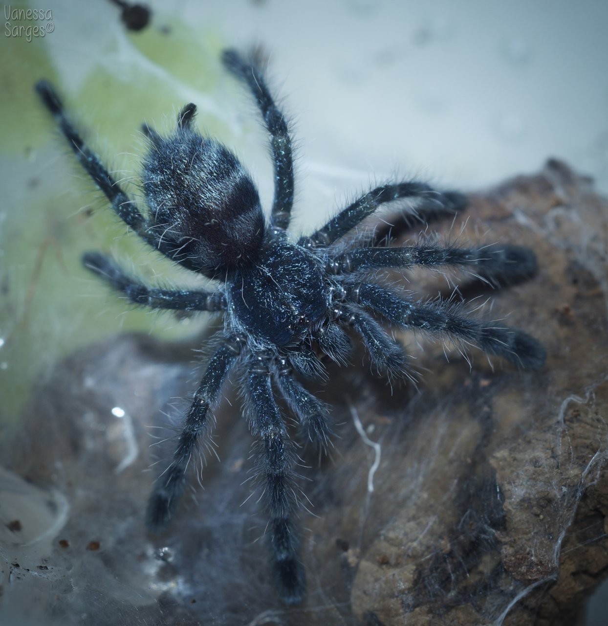 Caribena versicolor spiderling