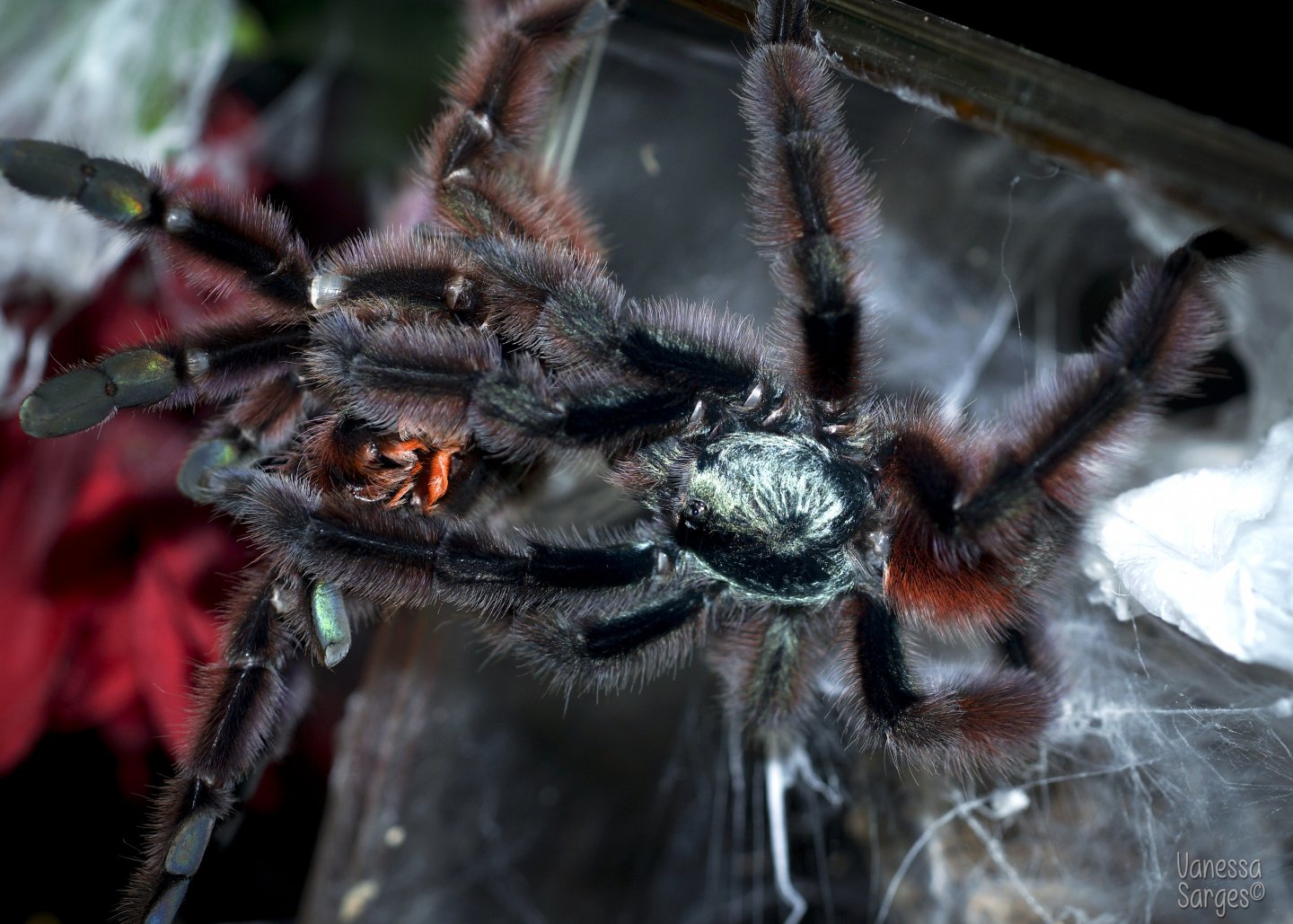 Caribena versicolor Successful Pairing