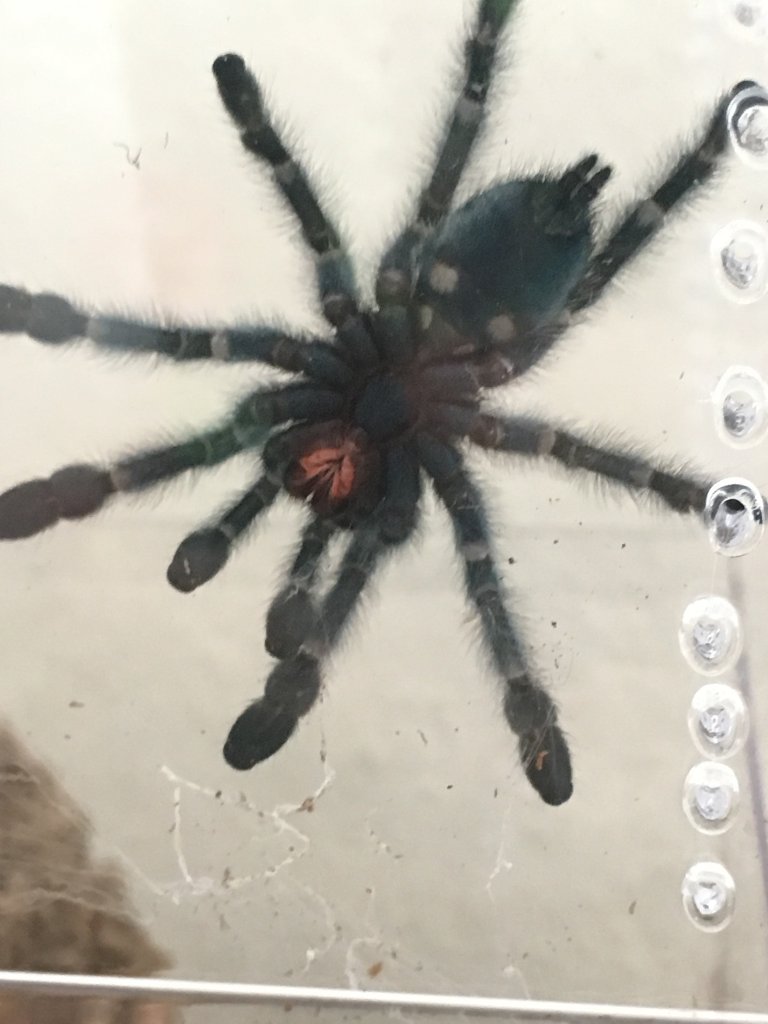 Caribena versicolor [ventral sexing]