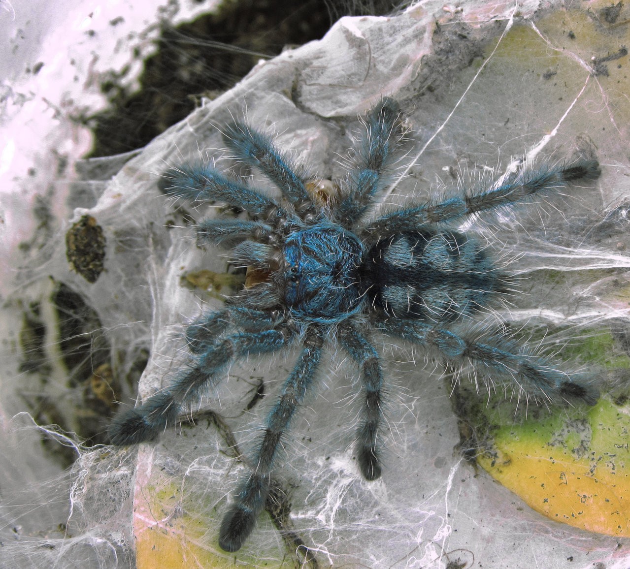 Caribena versicolor (Walckenaer, 1837)  _1