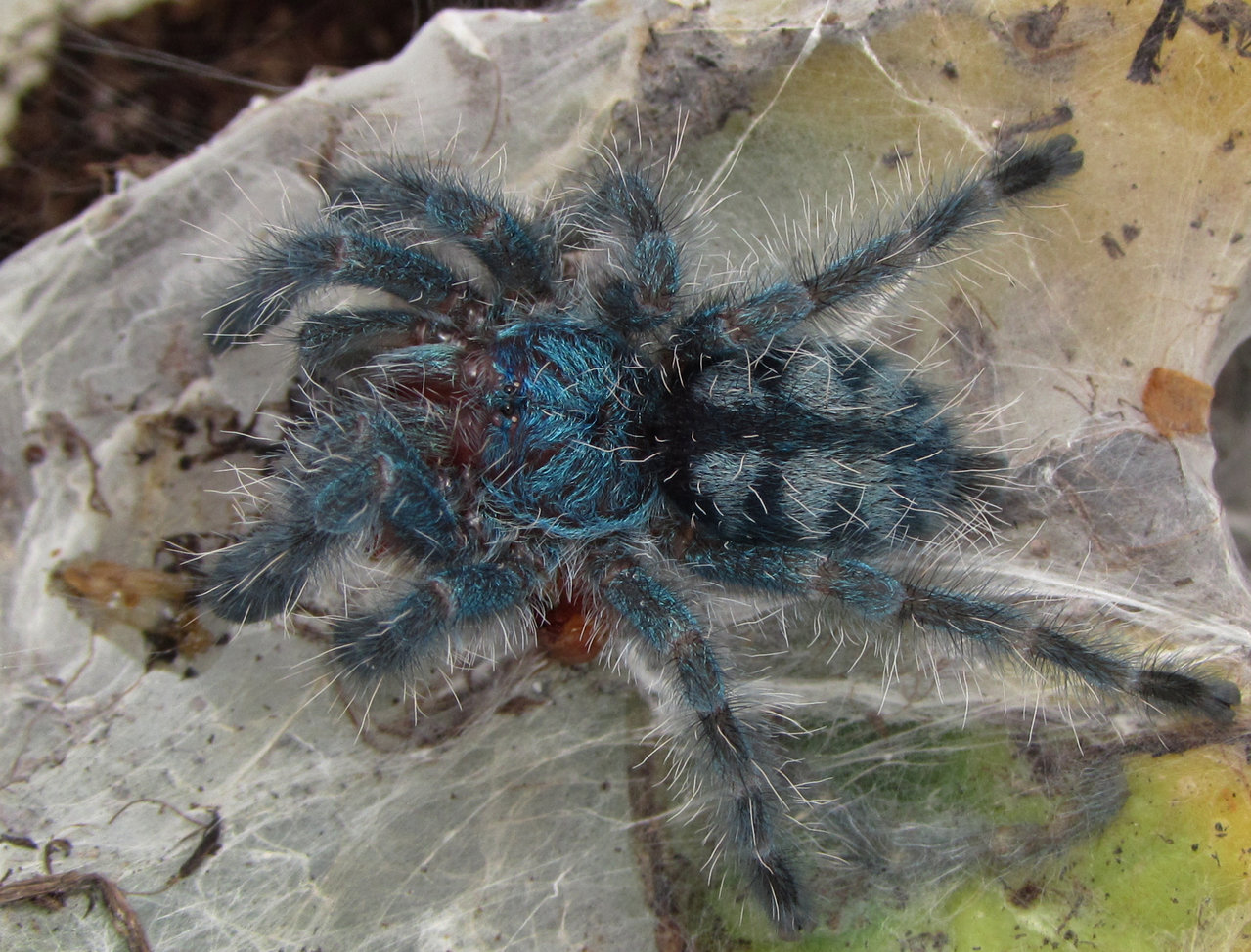 Caribena versicolor (Walckenaer, 1837) _2