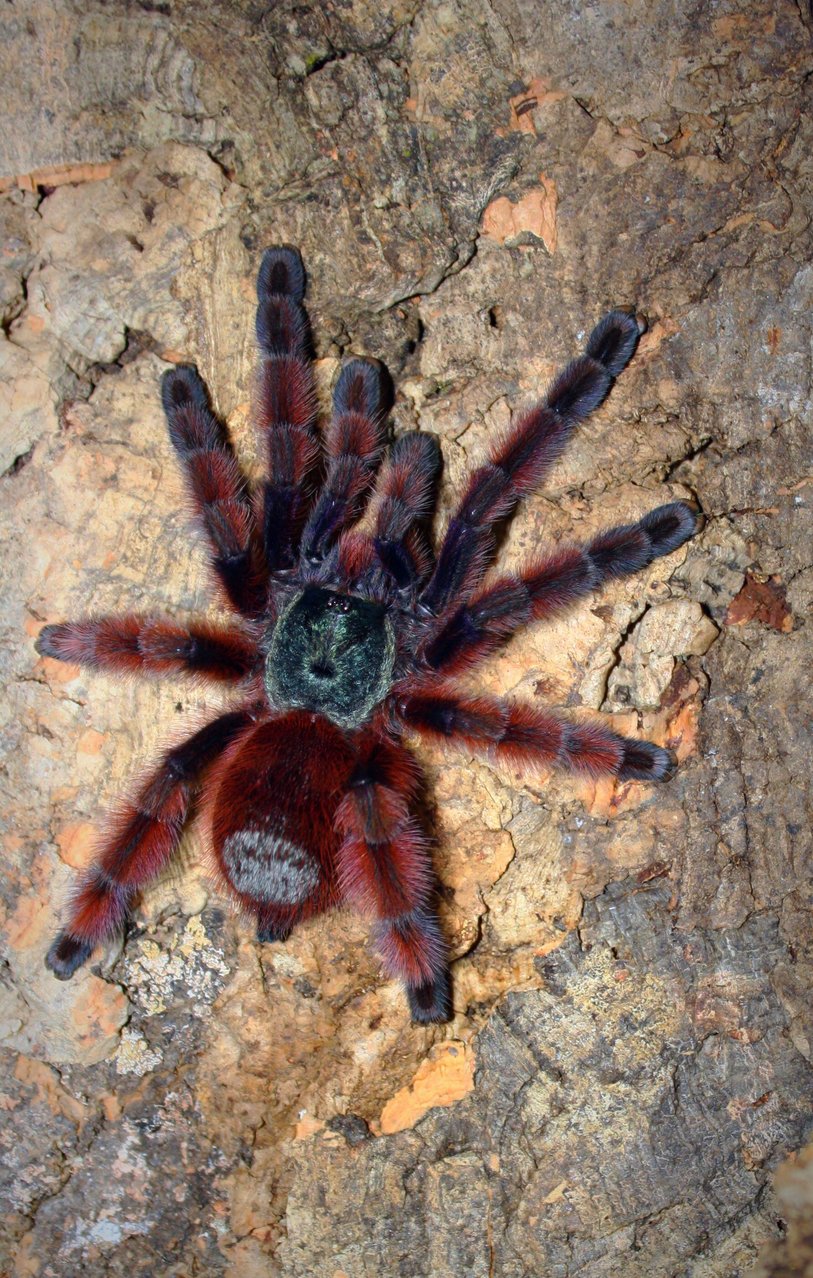 Caribena versicolor