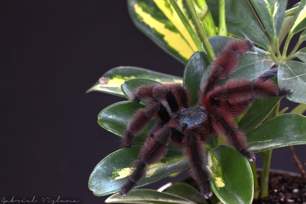 Caribena versicolor