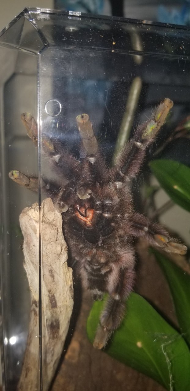 Caribena versicolor