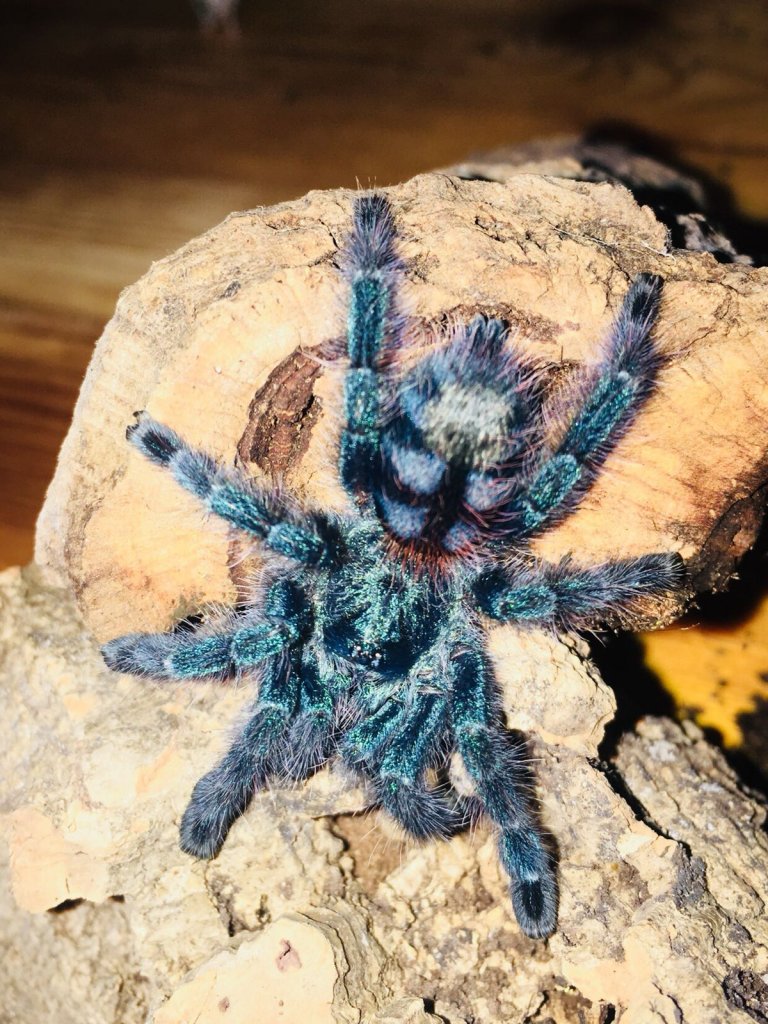 Caribena Versicolor