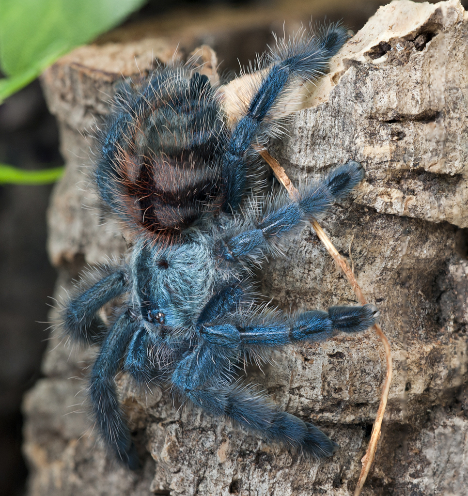 Caribena versicolor